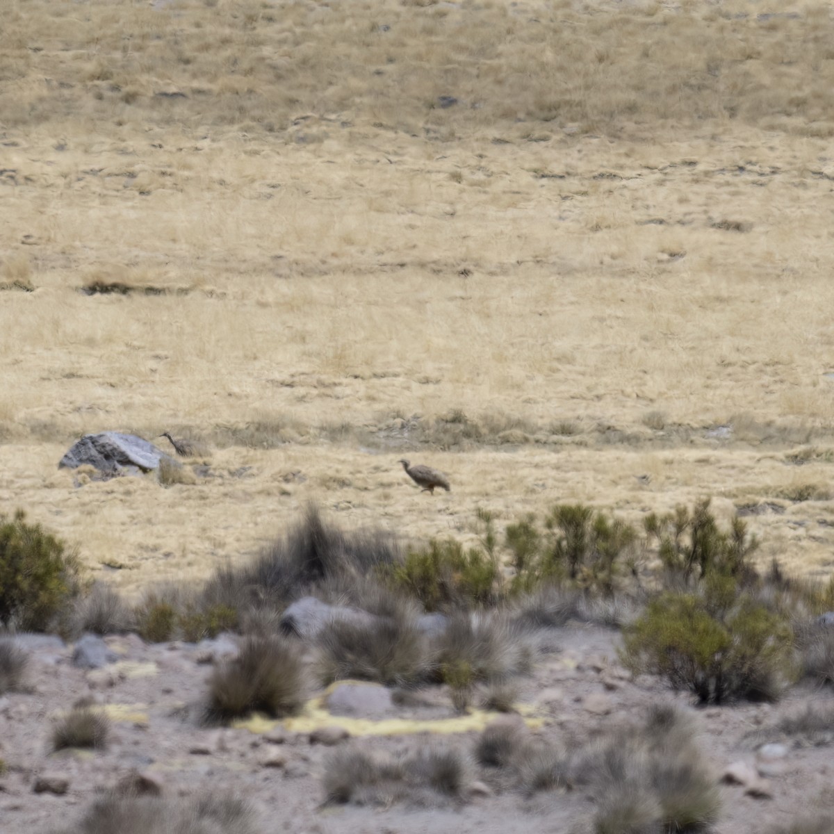 Puna Tinamou - ML645949382