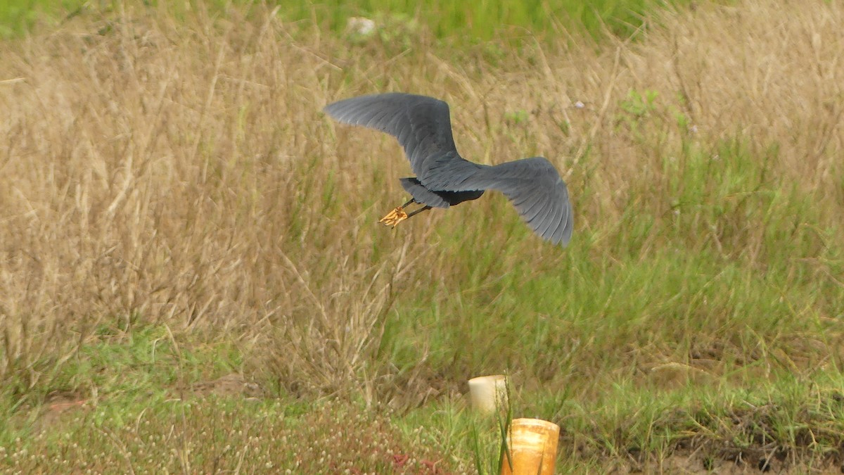 Glockenreiher - ML645949386