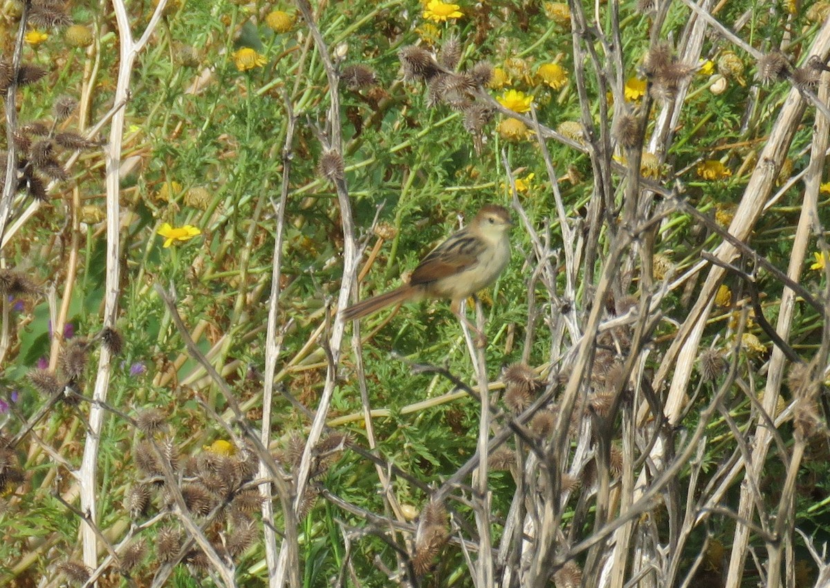 Levaillant's Cisticola - ML645949390