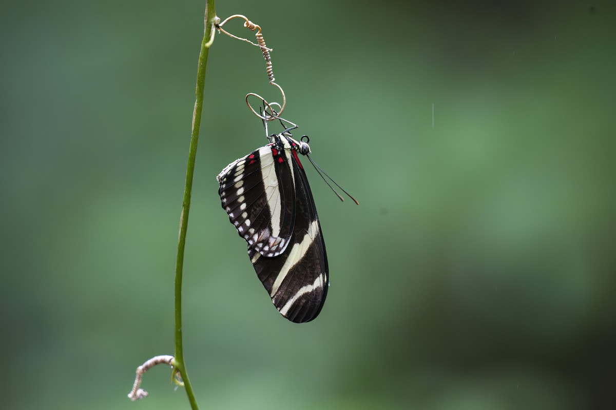 Zebra Longwing - ML645949391