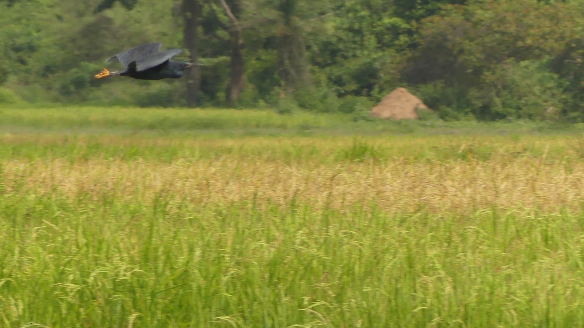 Glockenreiher - ML645949394