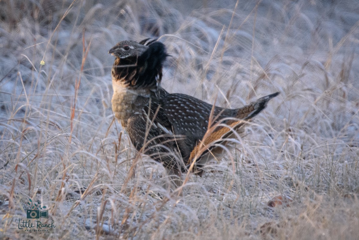 jeřábek kanadský - ML645949400