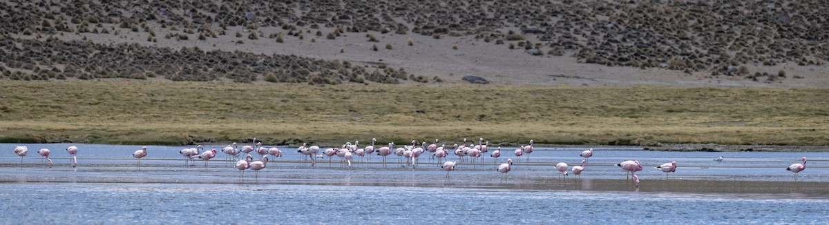 Andean Flamingo - ML645949404