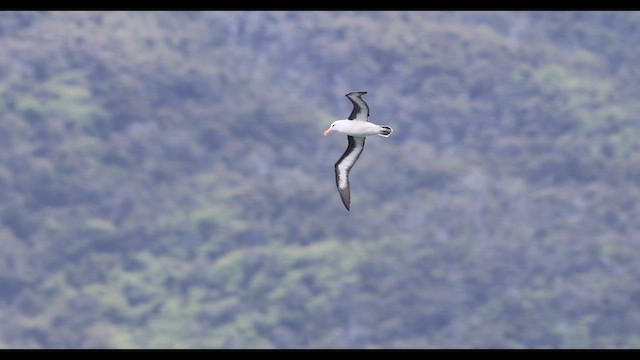 Black-browed Albatross (Black-browed) - ML645949408