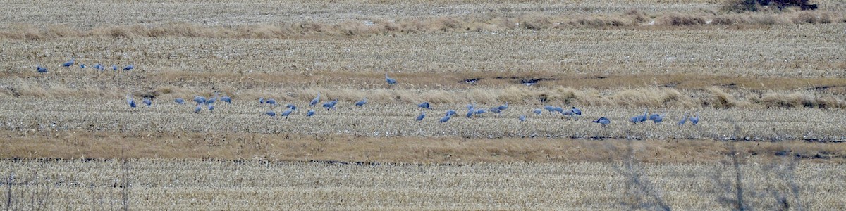 Sandhill Crane - ML645949412