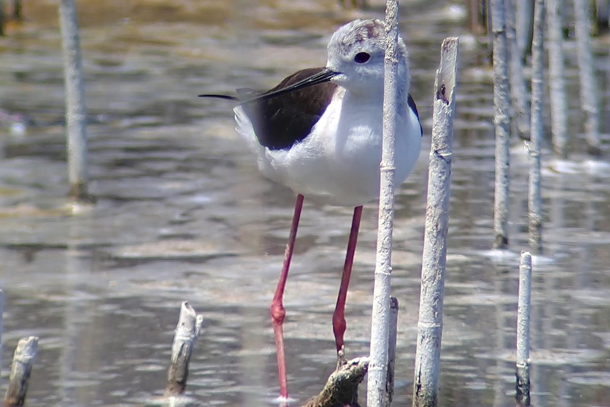 Black-winged Stilt - ML645949414