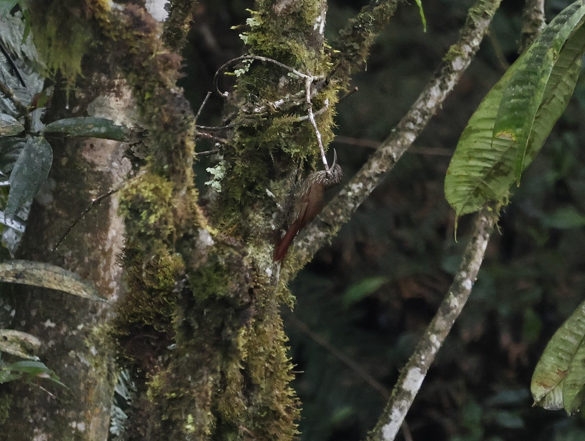 tåretreløper - ML645949416