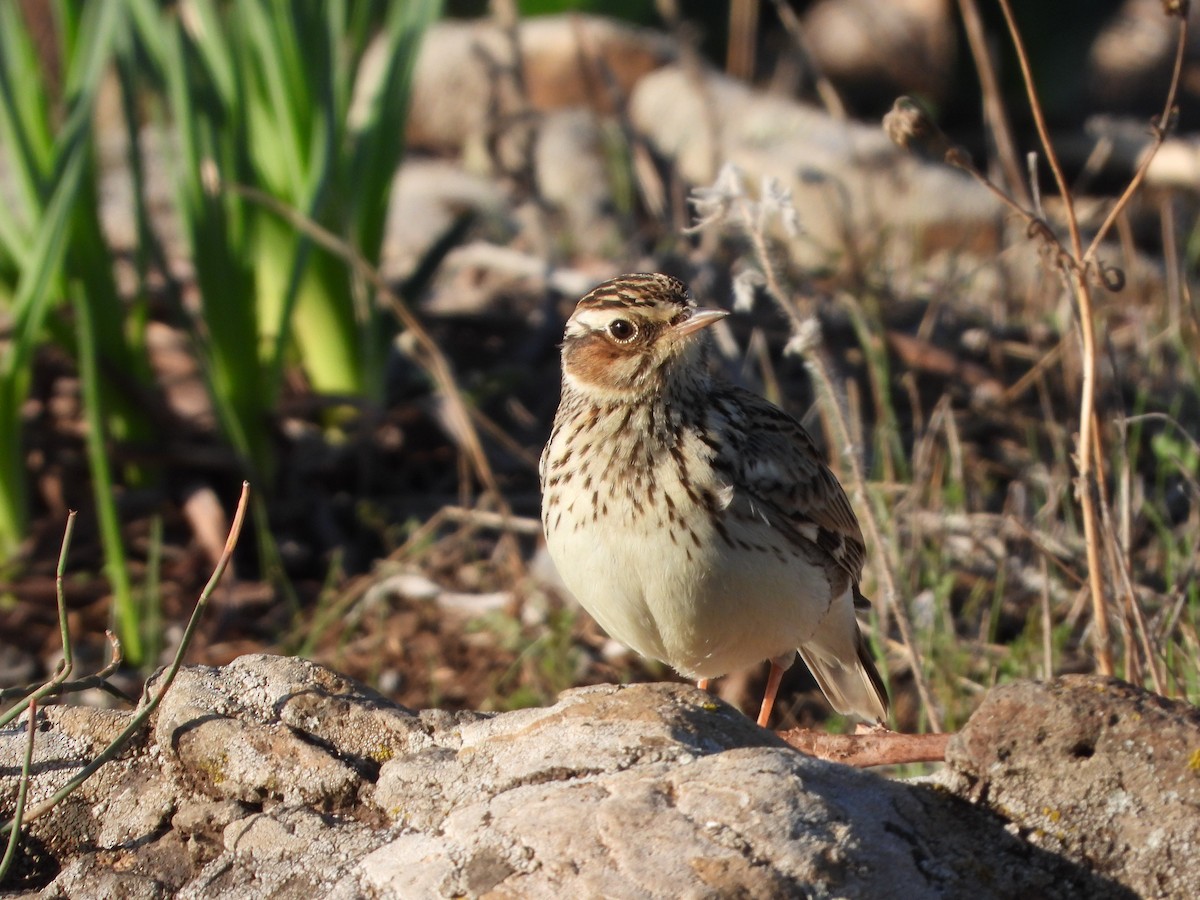 Wood Lark - ML645949417