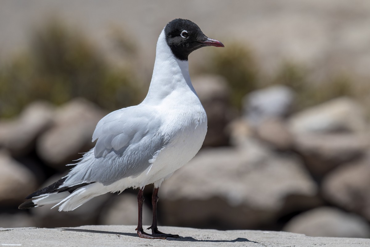 Andean Gull - ML645949419