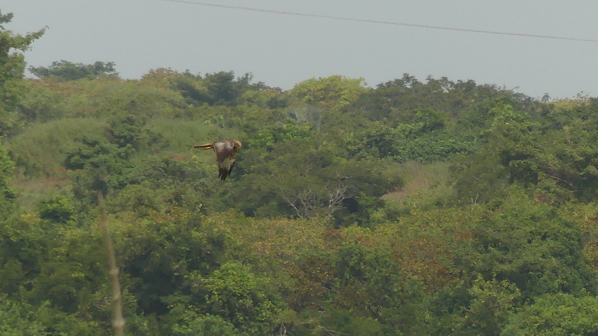 Western Marsh Harrier - ML645949420
