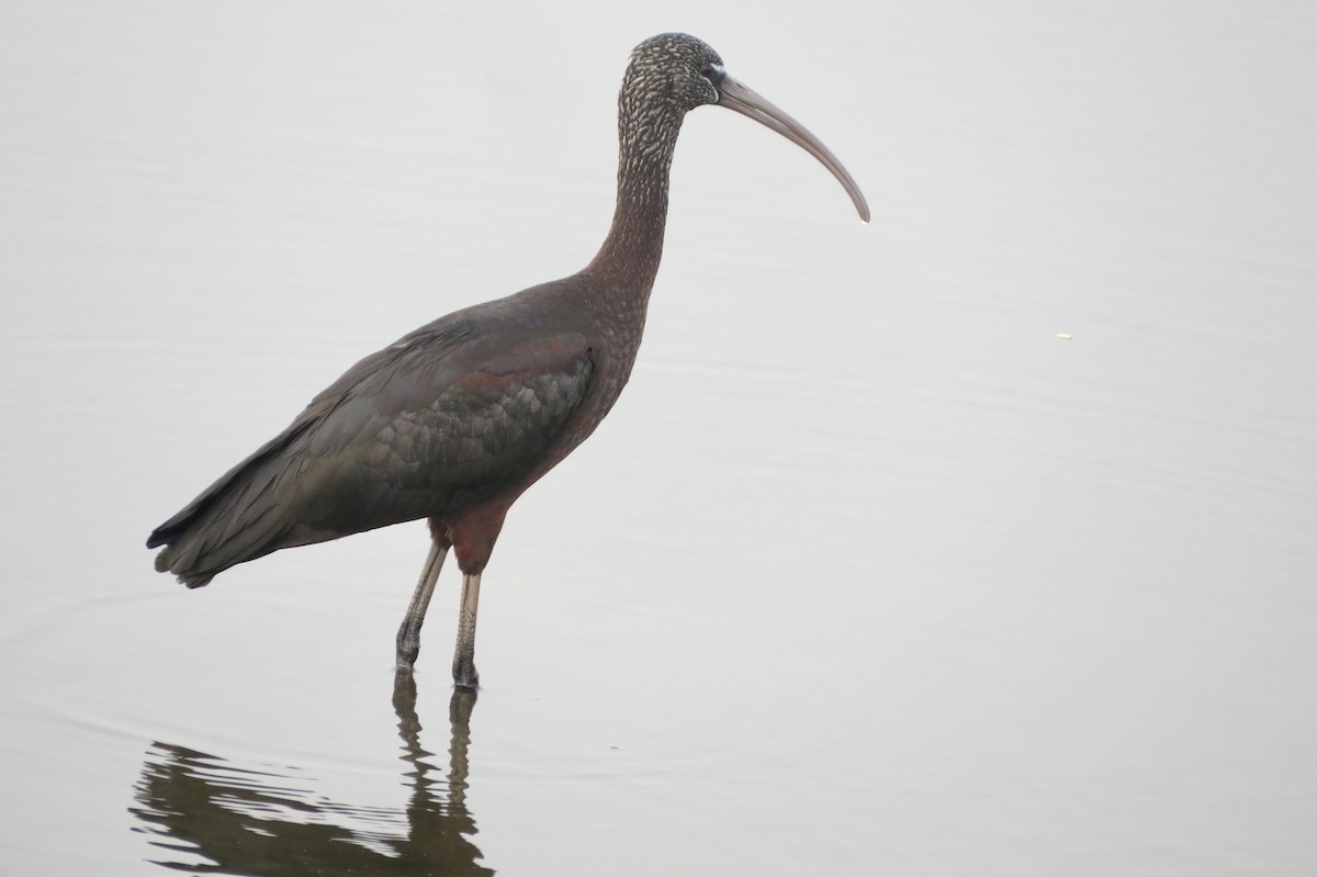 Glossy Ibis - ML645949421