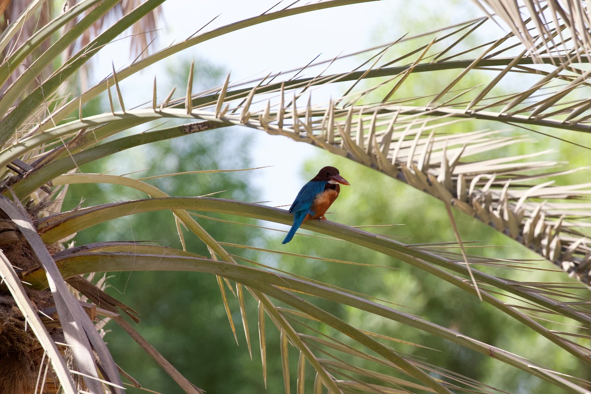 İzmir Yalıçapkını - ML645949426