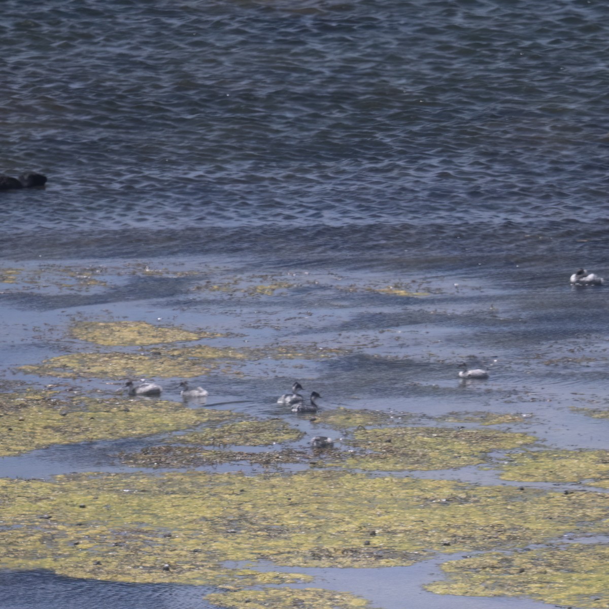 Silvery Grebe (Andean) - ML645949429