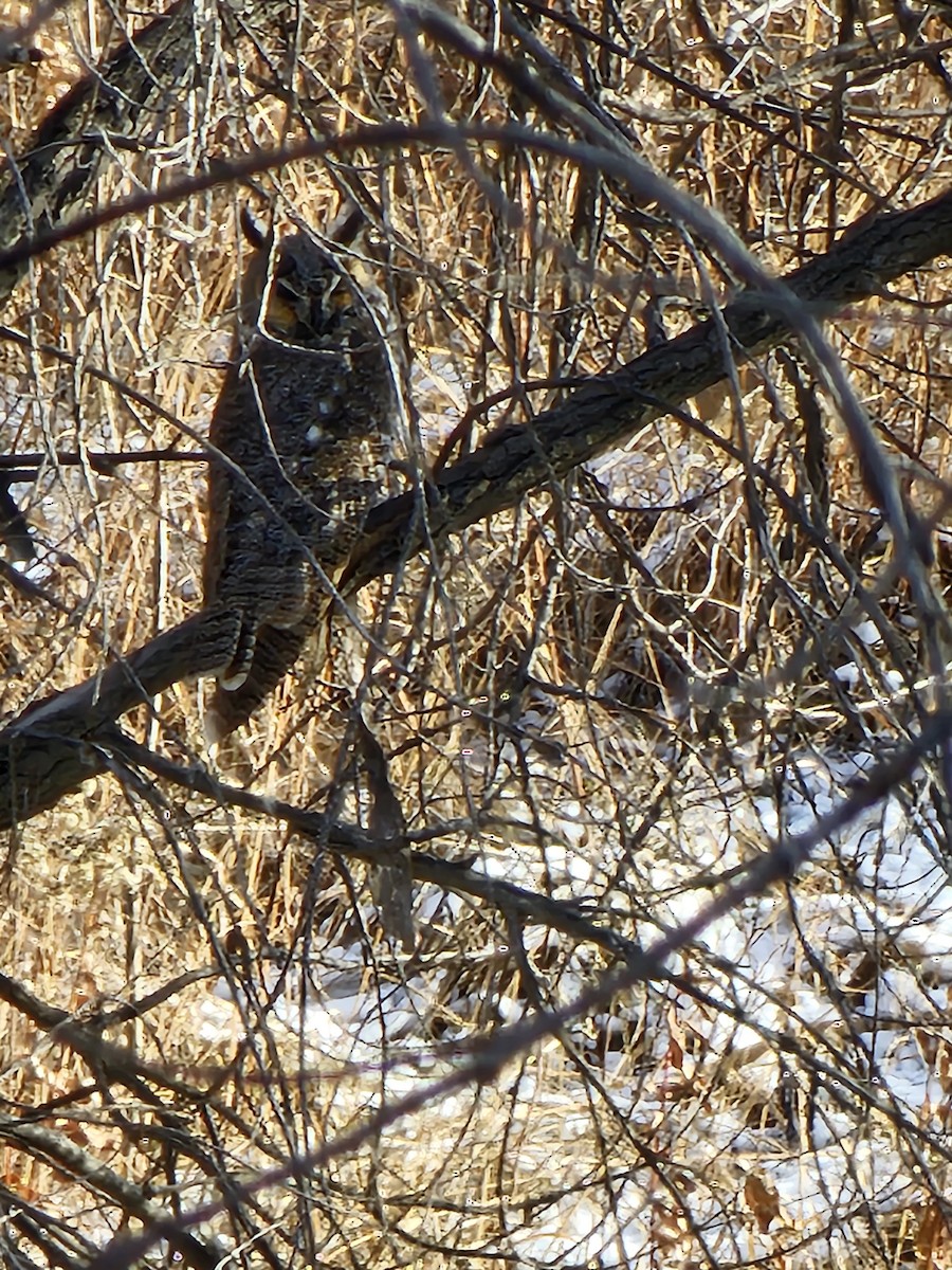 Long-eared Owl - ML645949434
