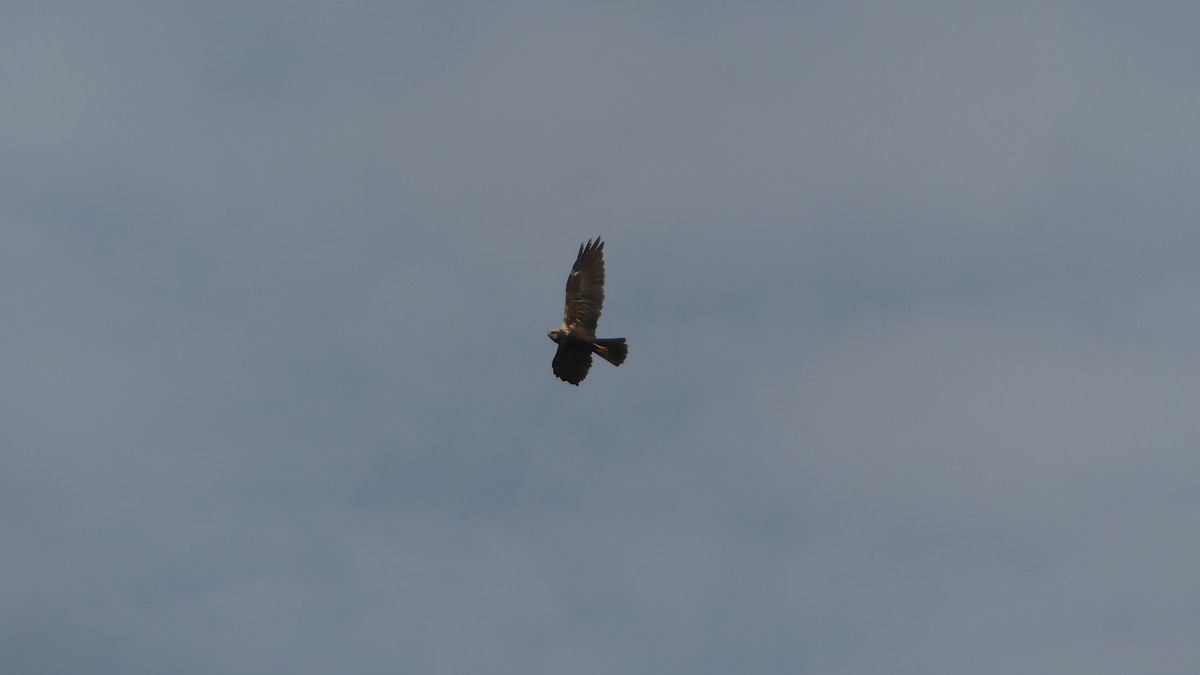 Western Marsh Harrier - ML645949435