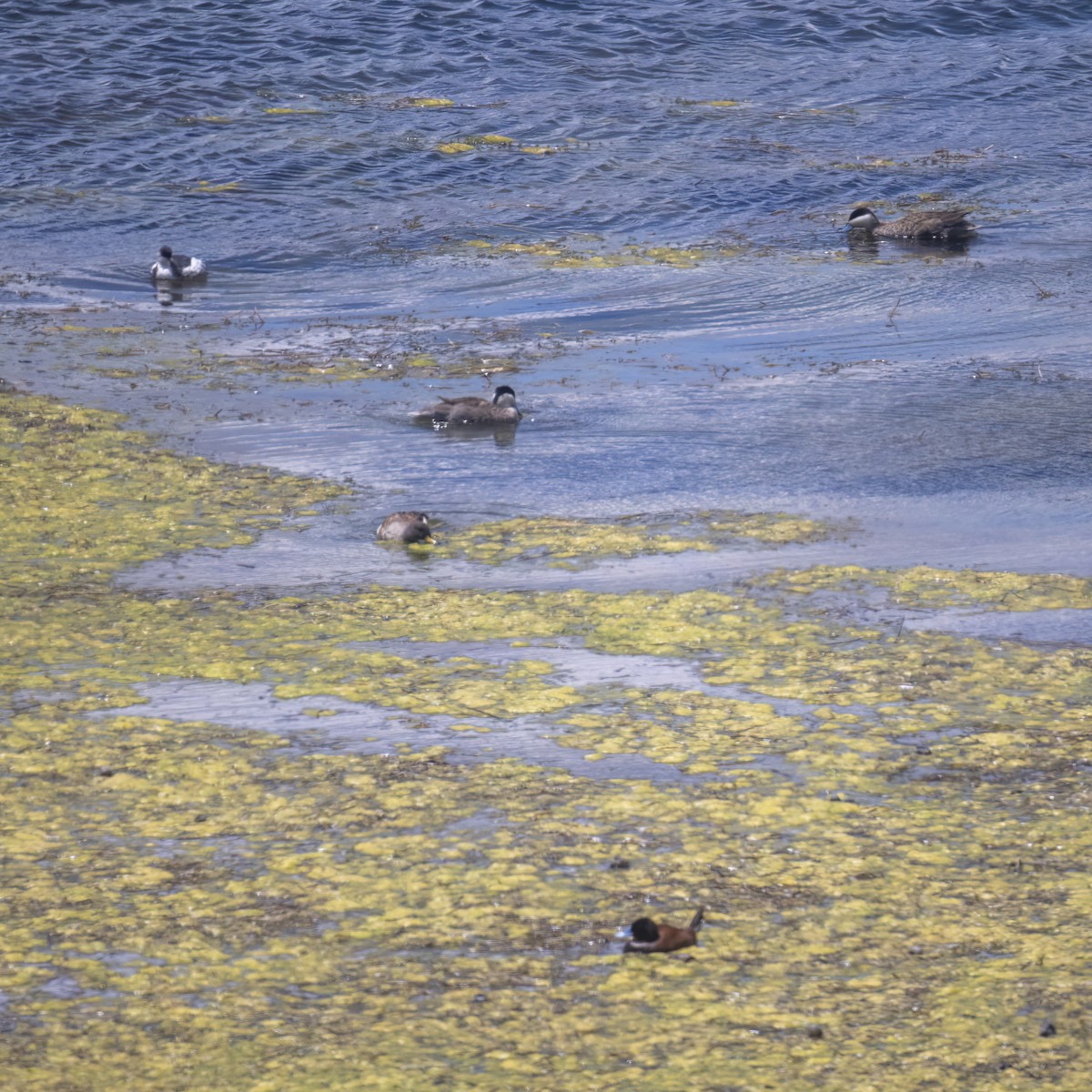 Andean Duck - ML645949440