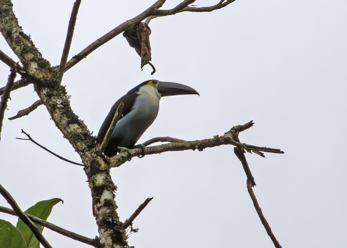 Kara Gagalı Dağ Tukaneti - ML645949441