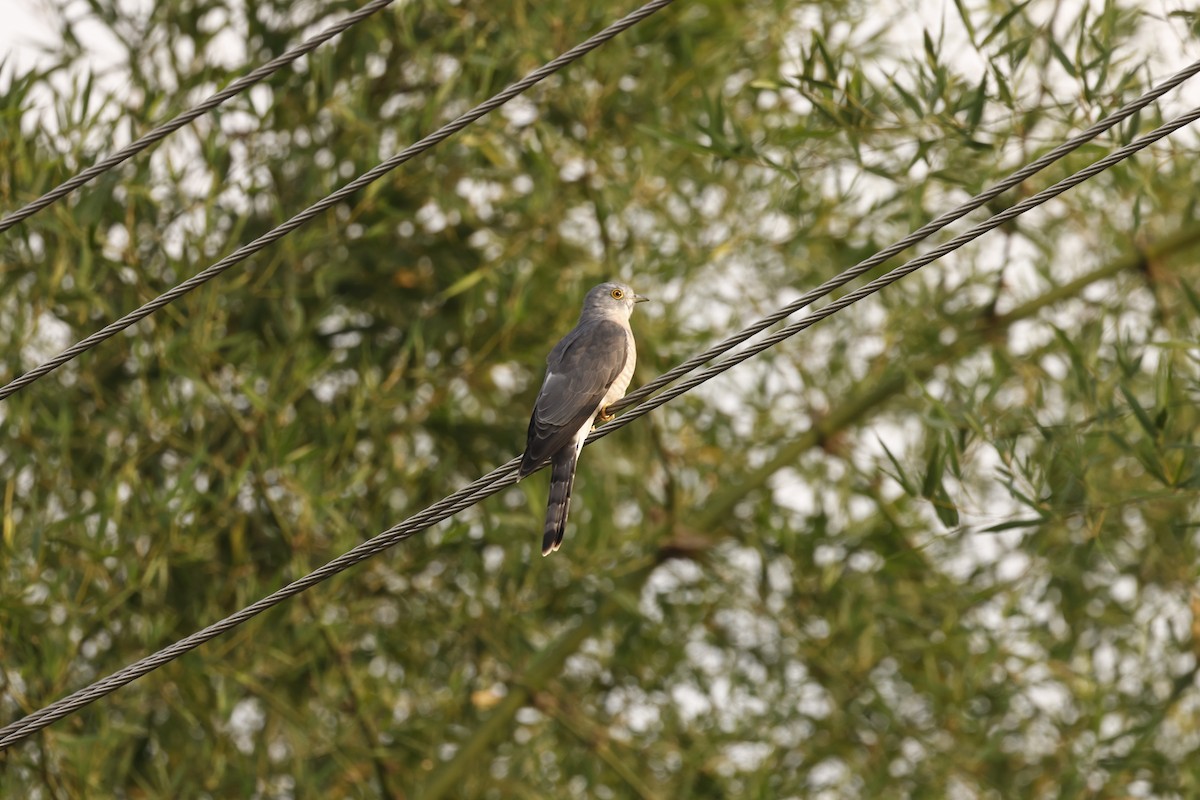 Hint Atmaca Guguğu - ML645949442