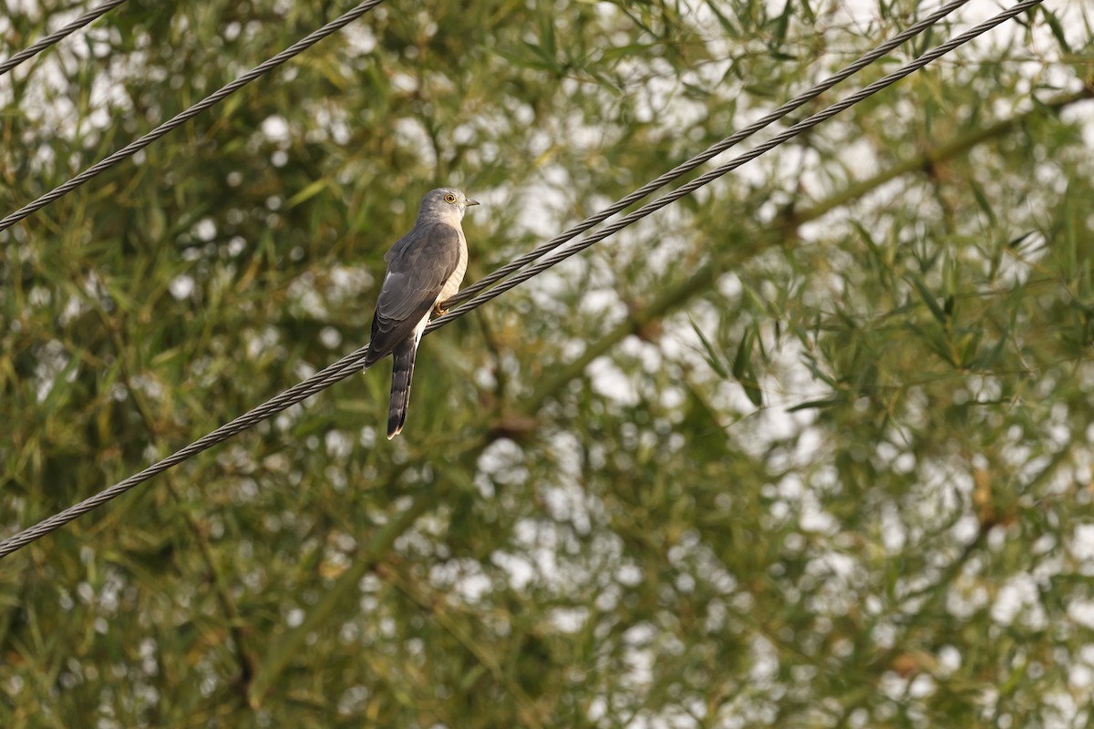 Hint Atmaca Guguğu - ML645949443