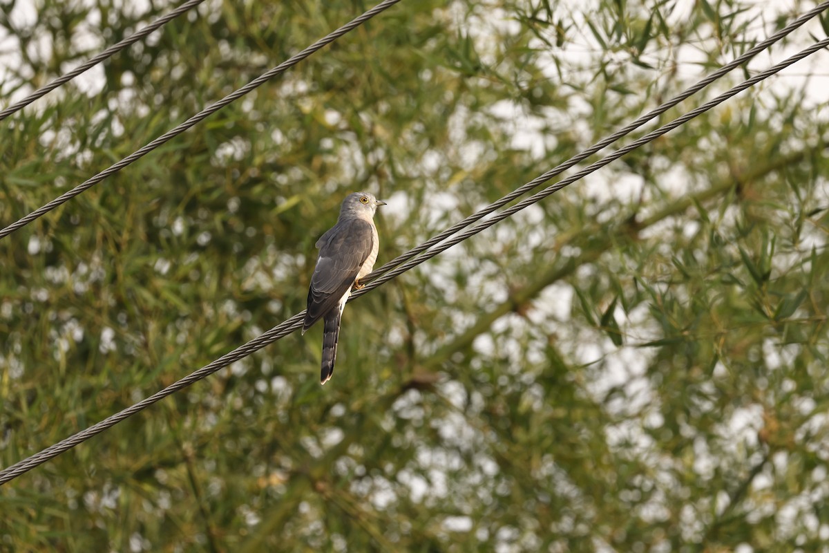 Hint Atmaca Guguğu - ML645949444