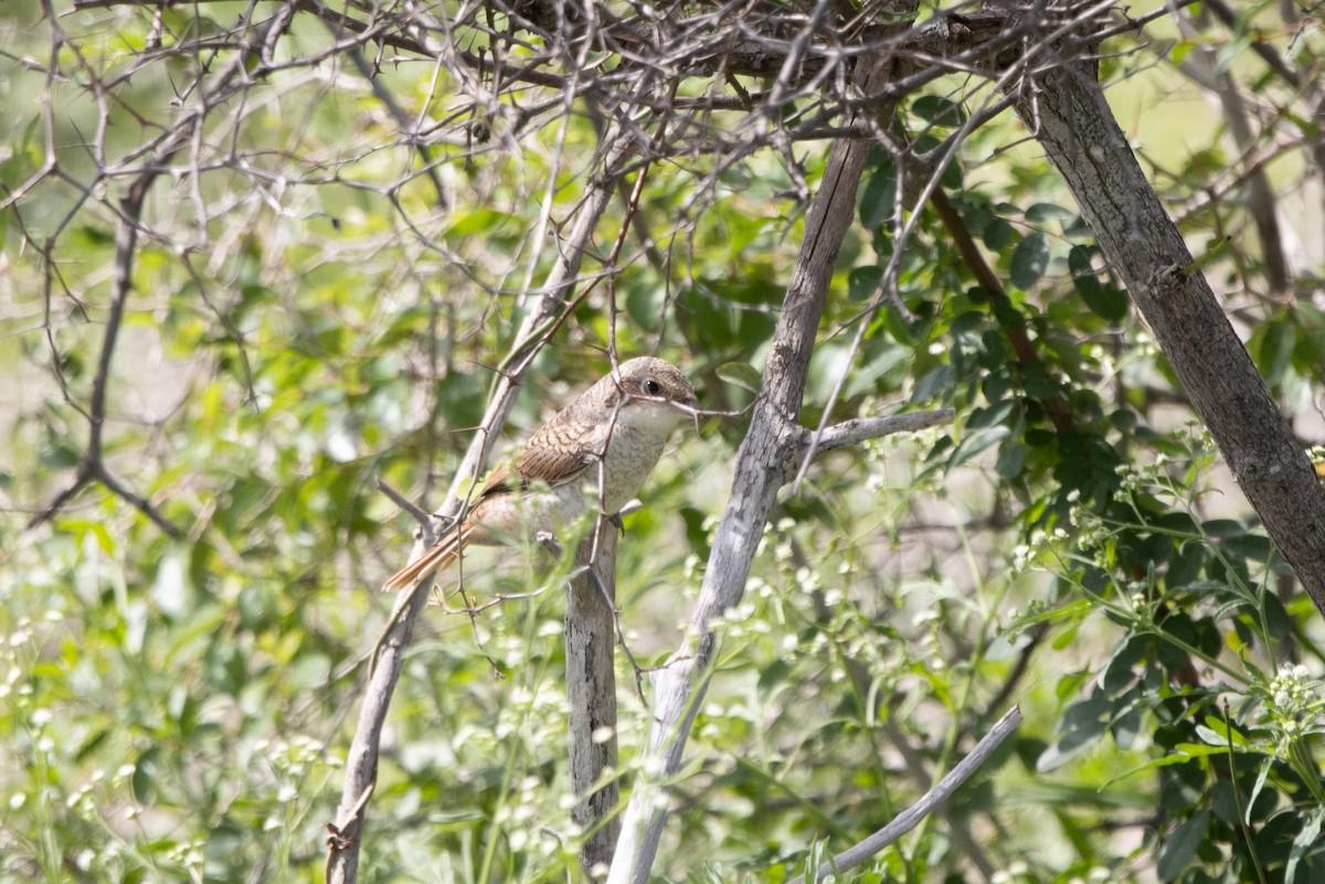 Karaca Örümcekkuşu - ML645949445