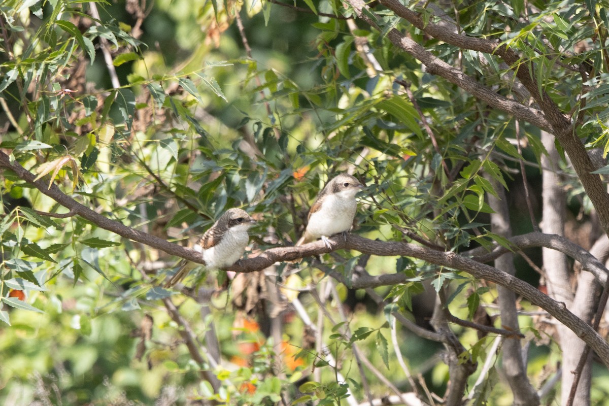 Karaca Örümcekkuşu - ML645949446