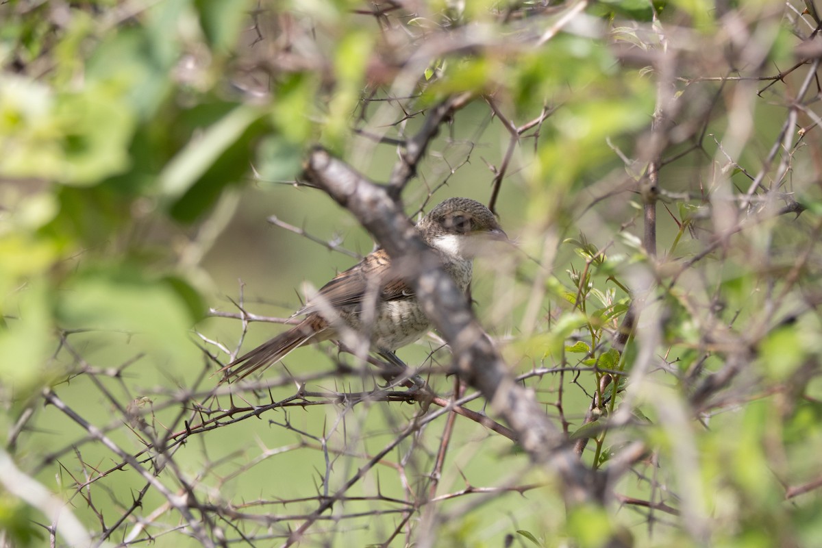 Karaca Örümcekkuşu - ML645949448