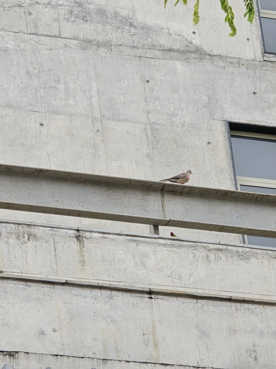 Küpeli Üveyik - ML645949450