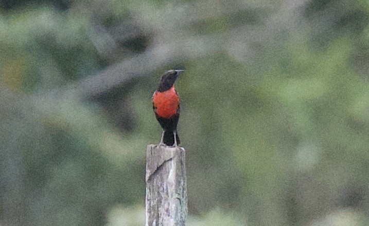 Al Göğüslü Loyka - ML645949451