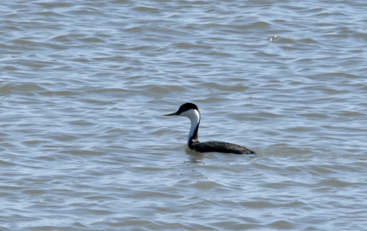 İnce Gagalı Batağan - ML645949452