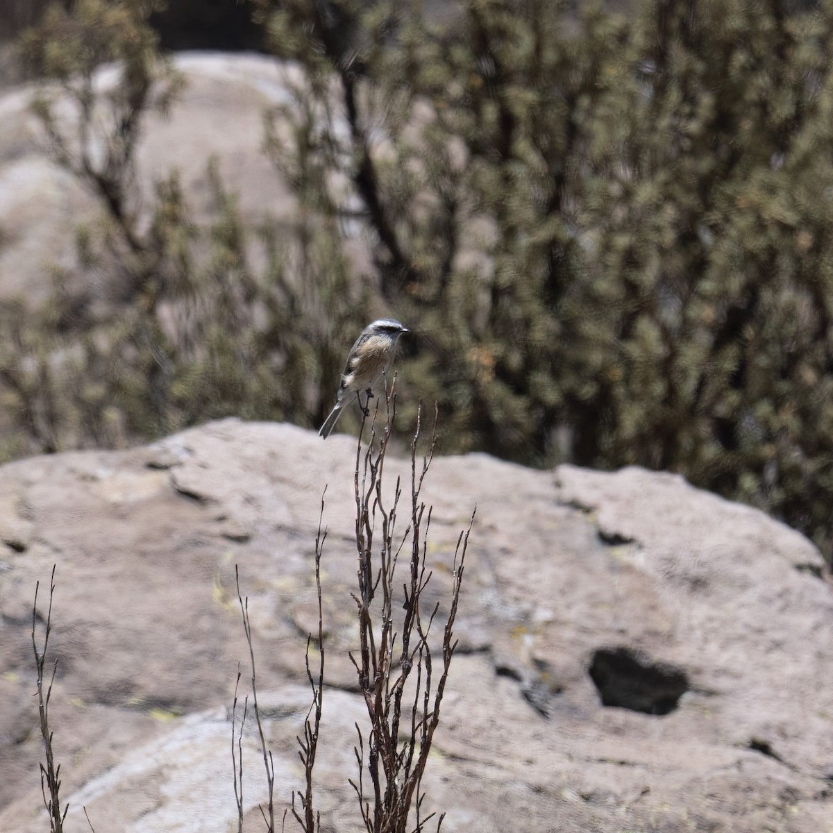 Tarçın Karınlı Bülbül Tiranı - ML645949453