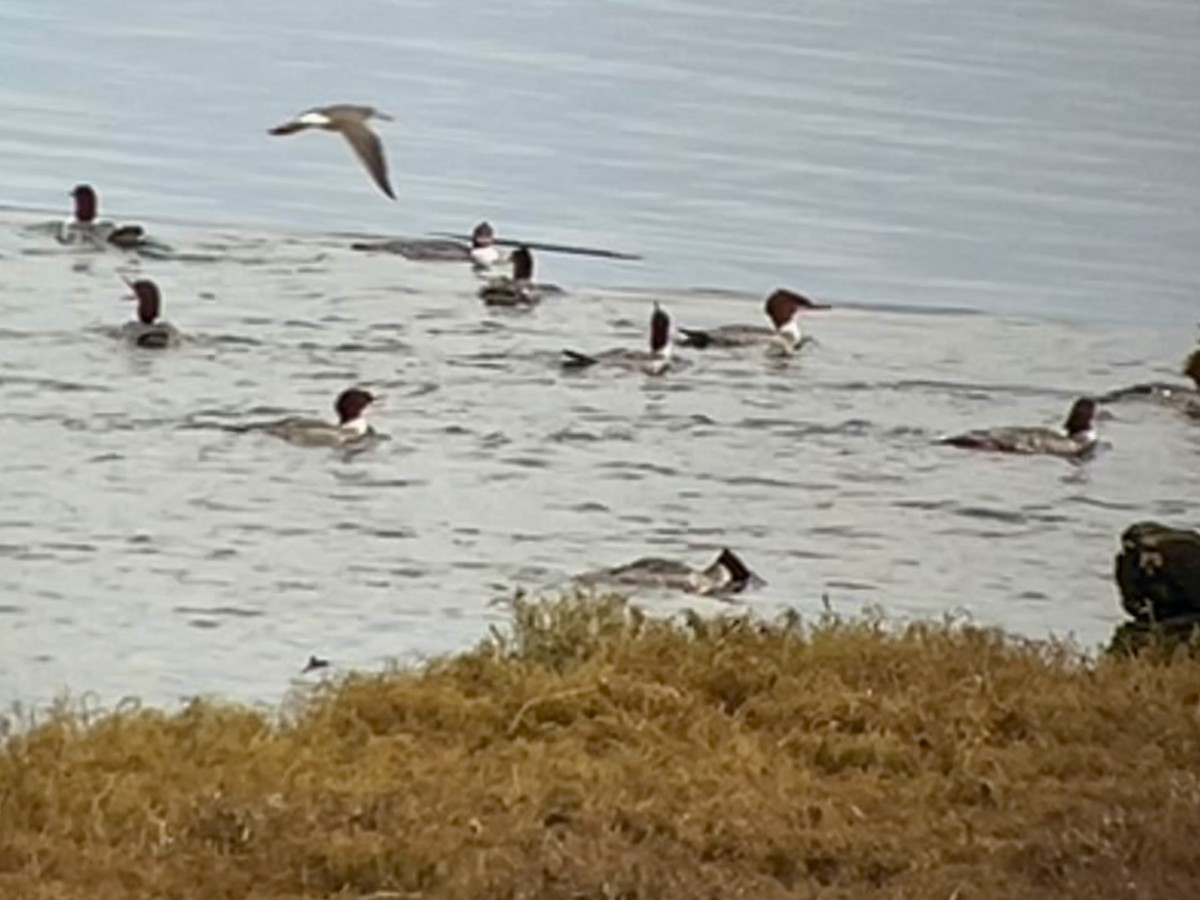 Büyük Tarakdiş - ML645949454