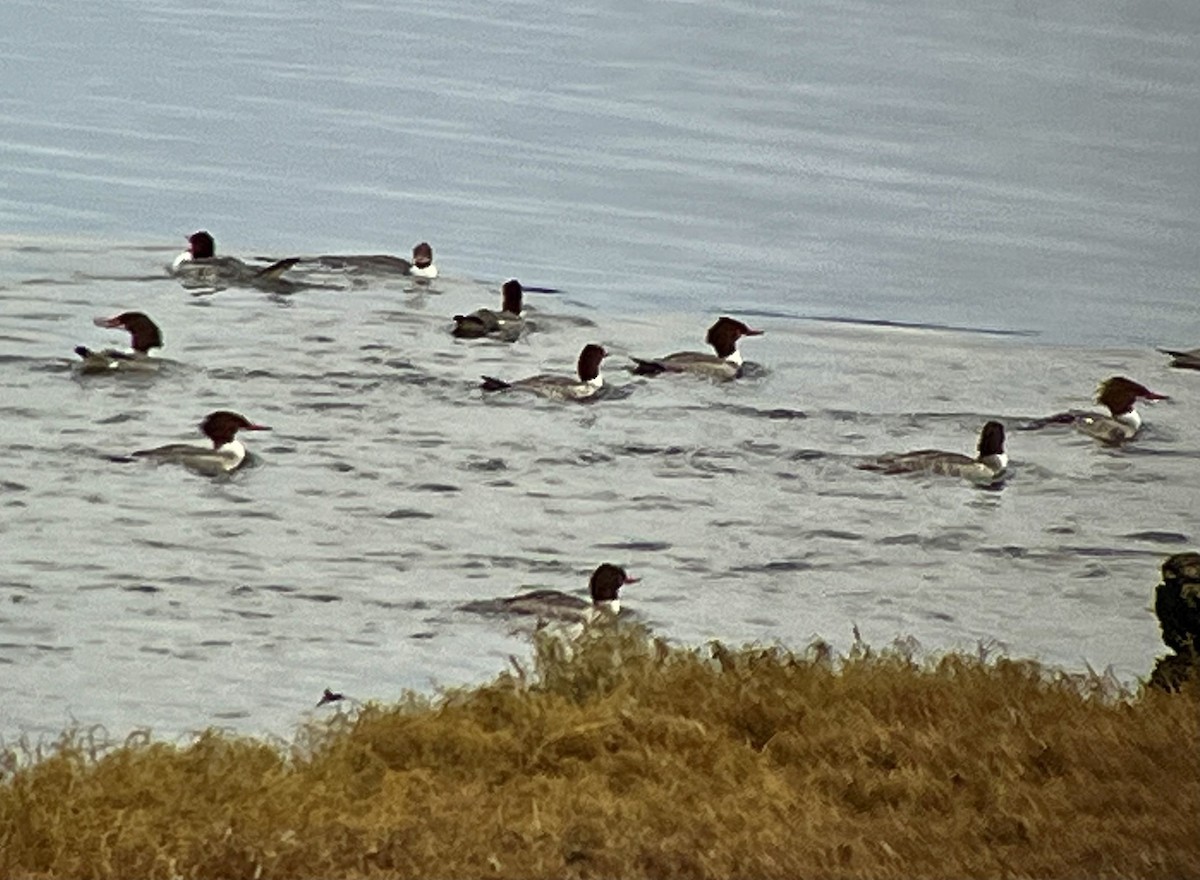 Büyük Tarakdiş - ML645949455