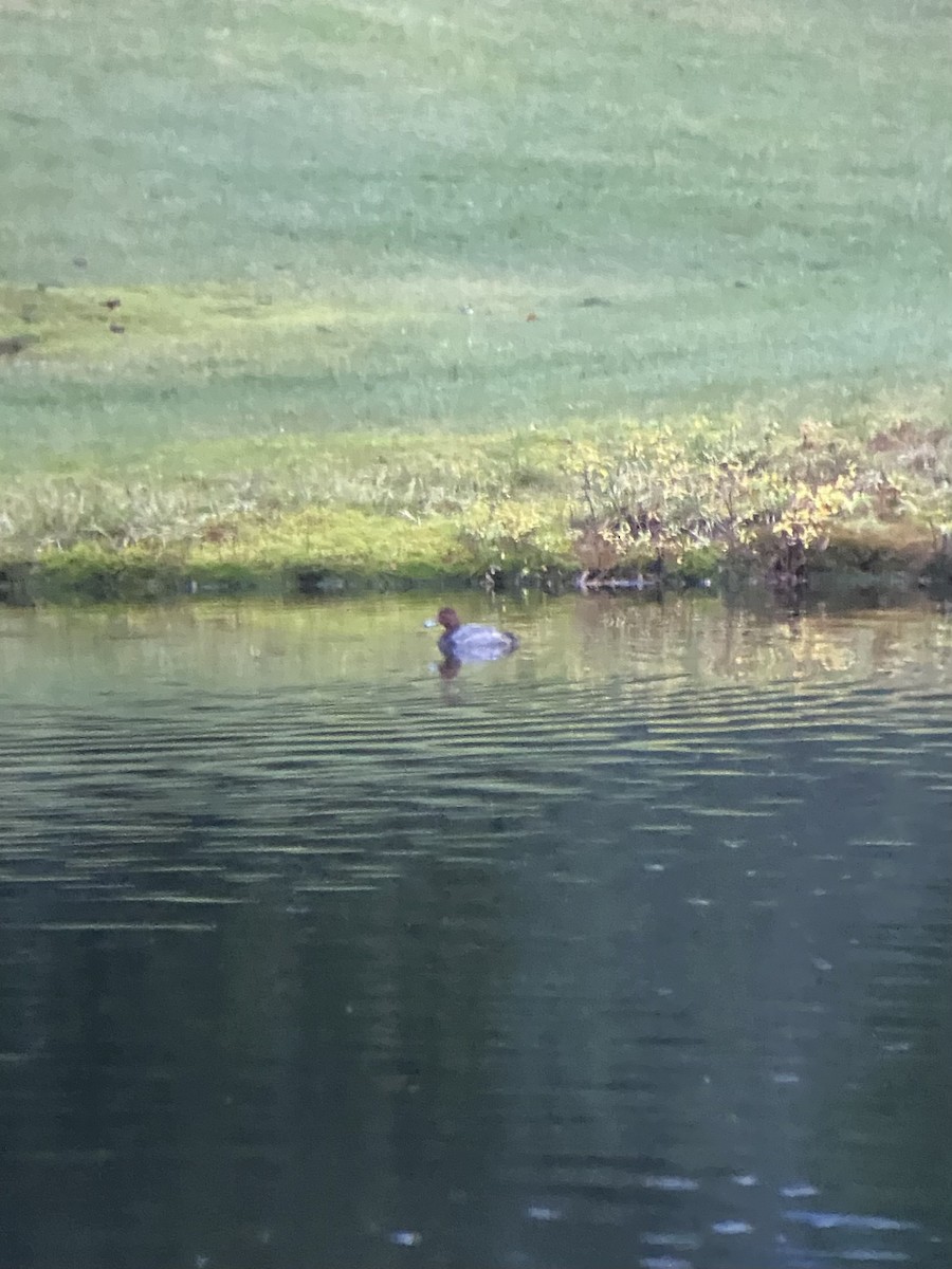 Amerika Elmabaşı - ML645949459