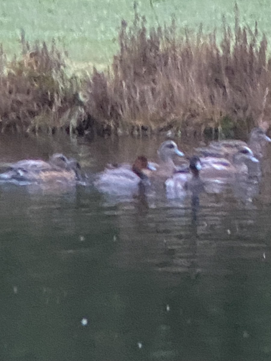 Amerika Elmabaşı - ML645949460