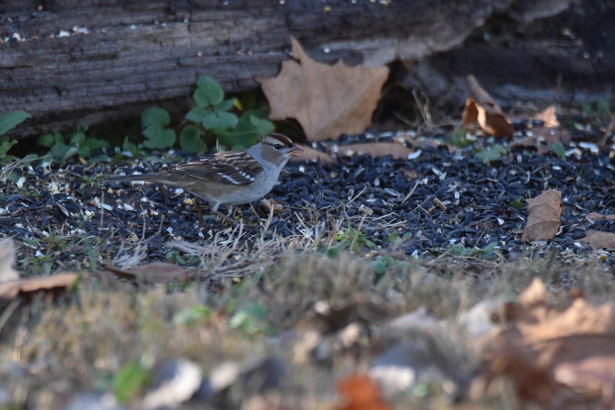 Porsuk Serçesi - ML645949461