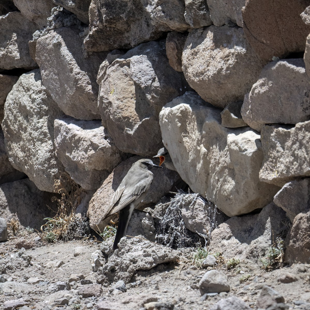 Puna Yer Tiranı - ML645949462