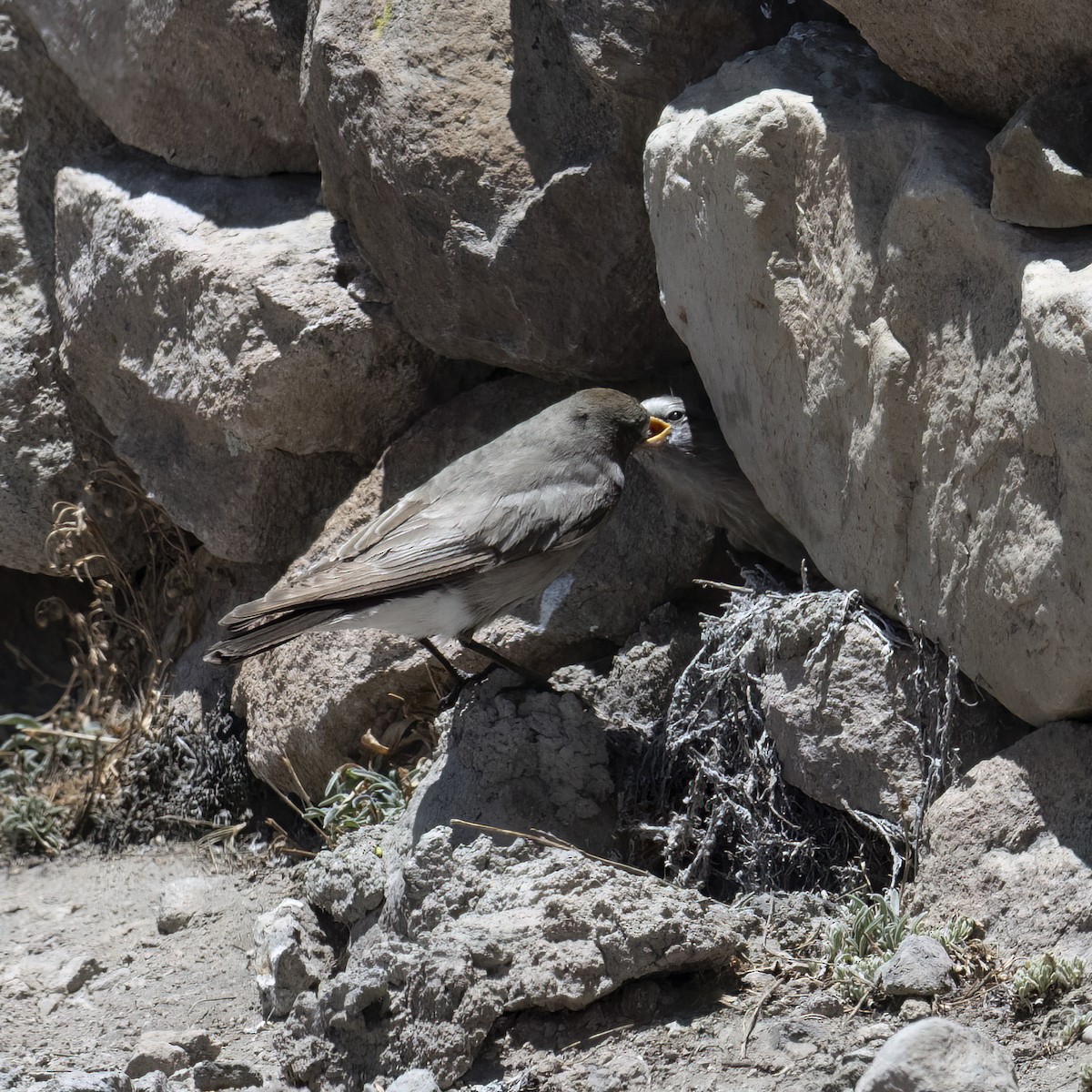 Puna Yer Tiranı - ML645949463