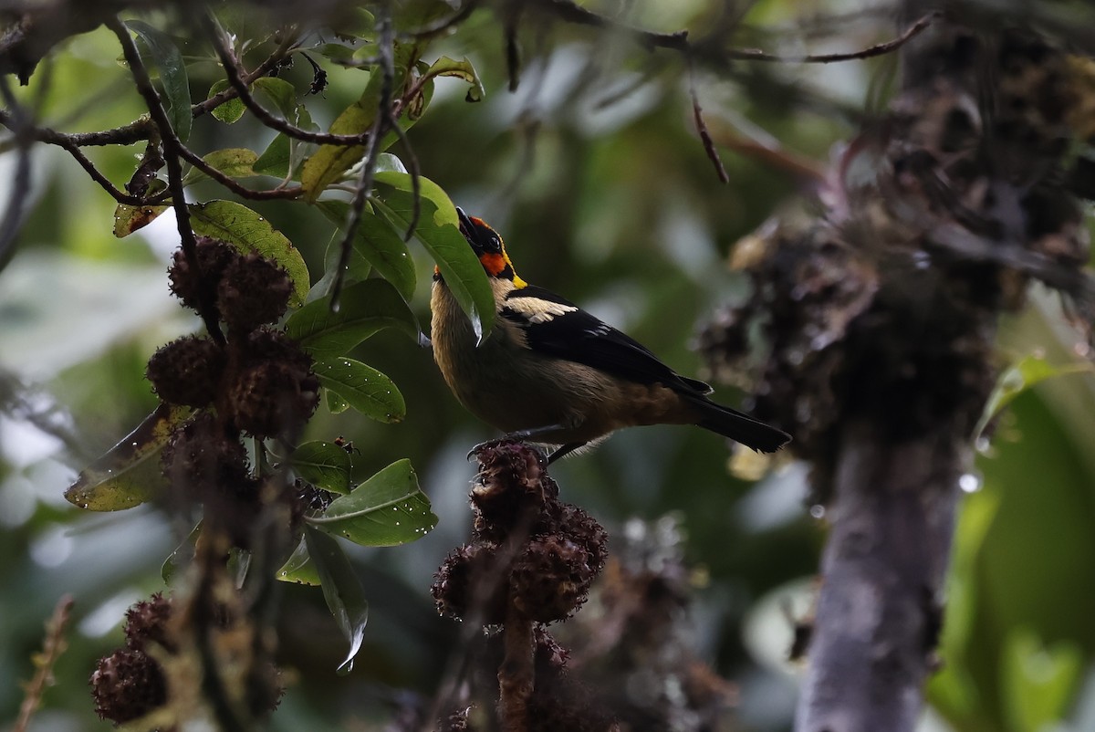 Alev Suratlı Tangara - ML645949464