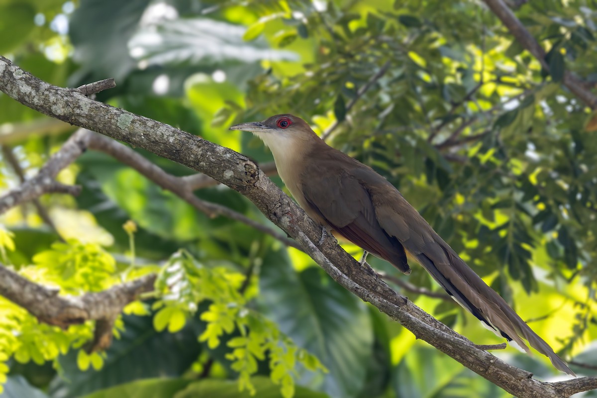 Büyük Kertenkele Guguğu [merlini grubu] - ML645949465