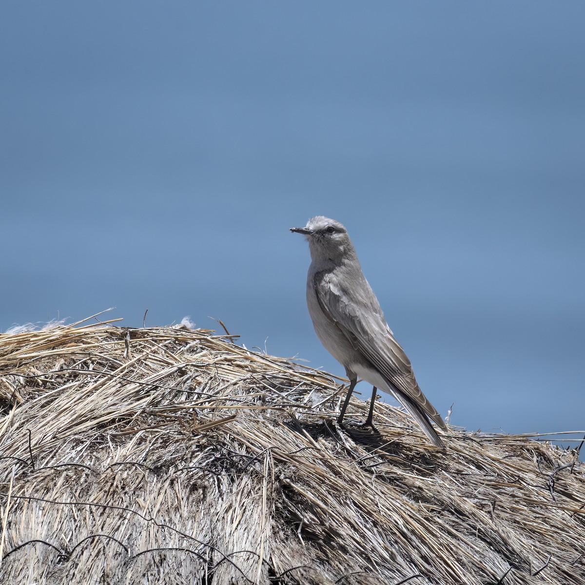 Puna Yer Tiranı - ML645949466