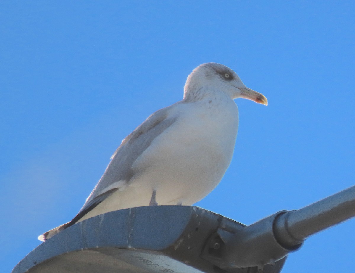 Kuzey Gümüş Martısı - ML645949467