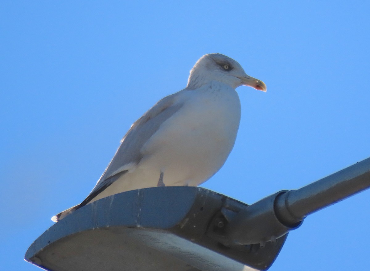 Kuzey Gümüş Martısı - ML645949468