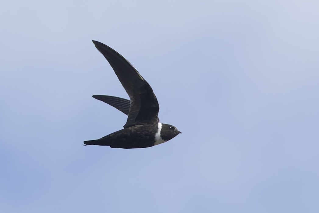 Ak Boyunlu Ebabil - ML645949469