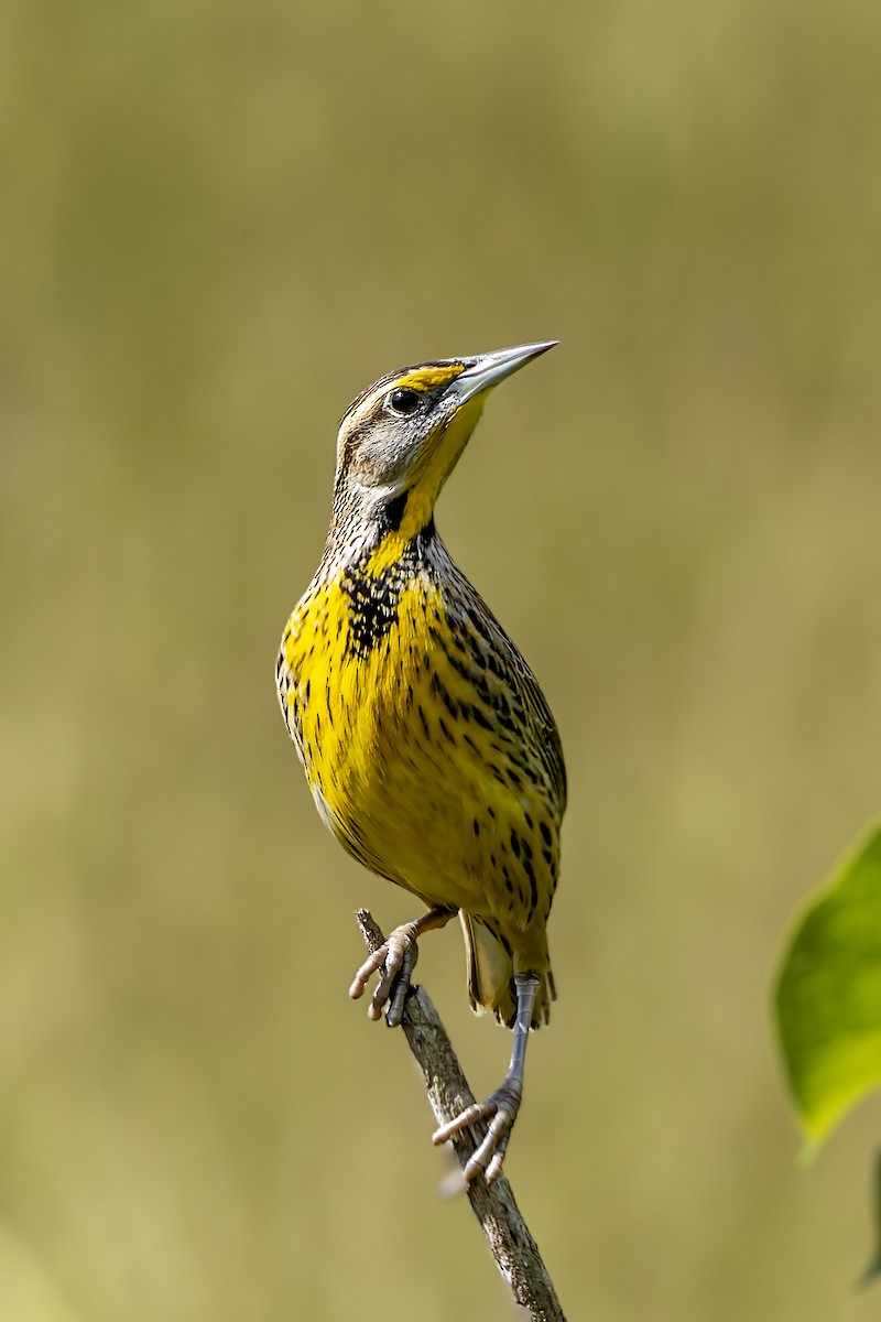 Doğulu Tarlasığırcığı (hippocrepis) - ML645949470