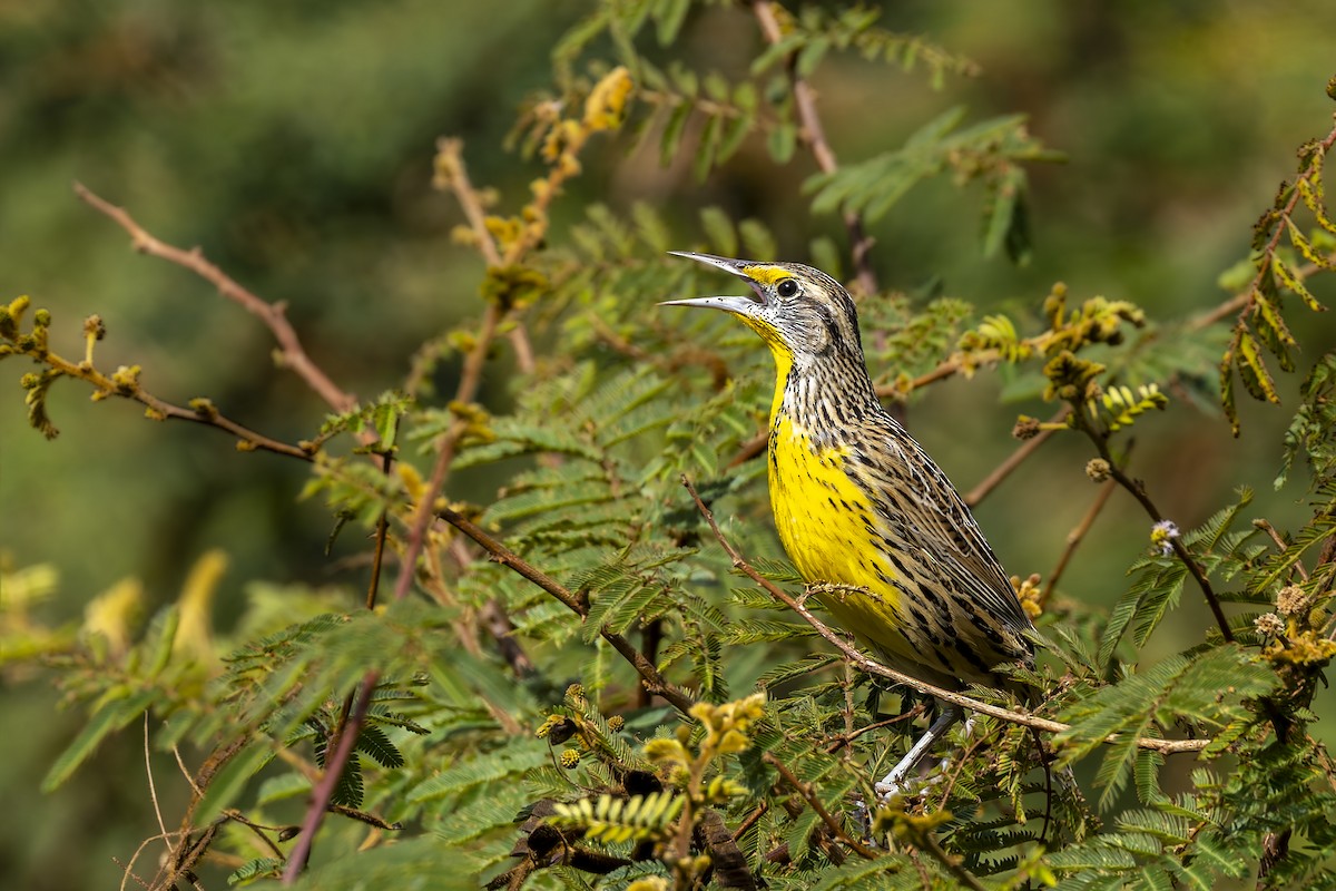 Doğulu Tarlasığırcığı (hippocrepis) - ML645949471