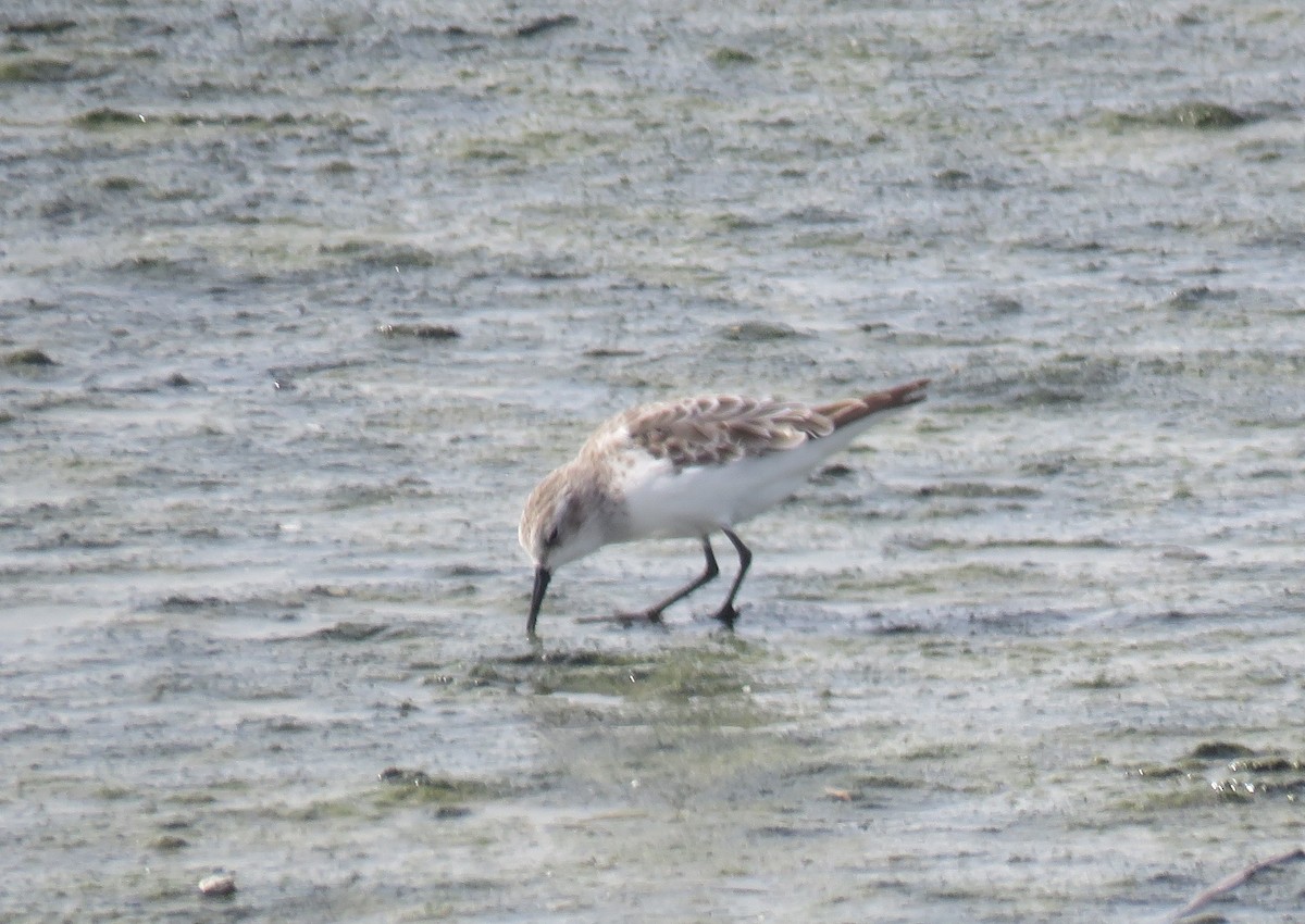 Little Stint - ML645949476