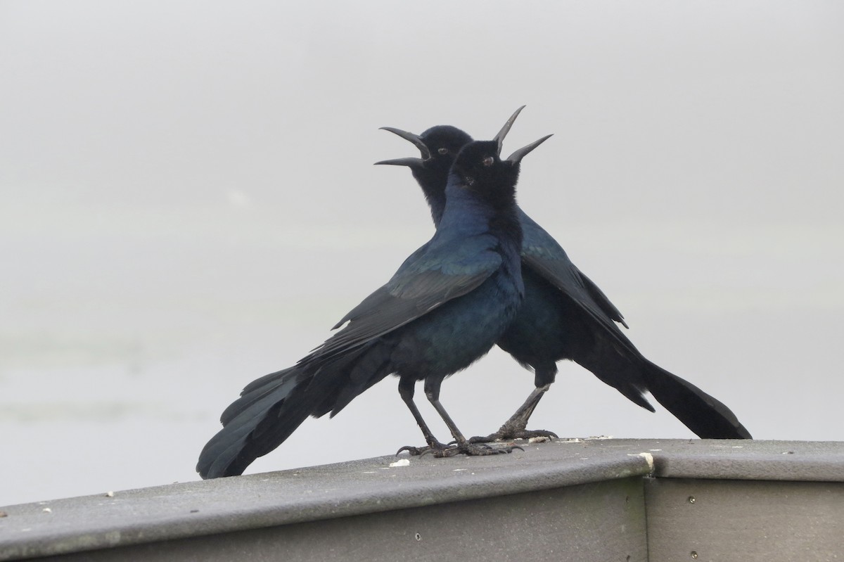 Boat-tailed Grackle - ML645949479
