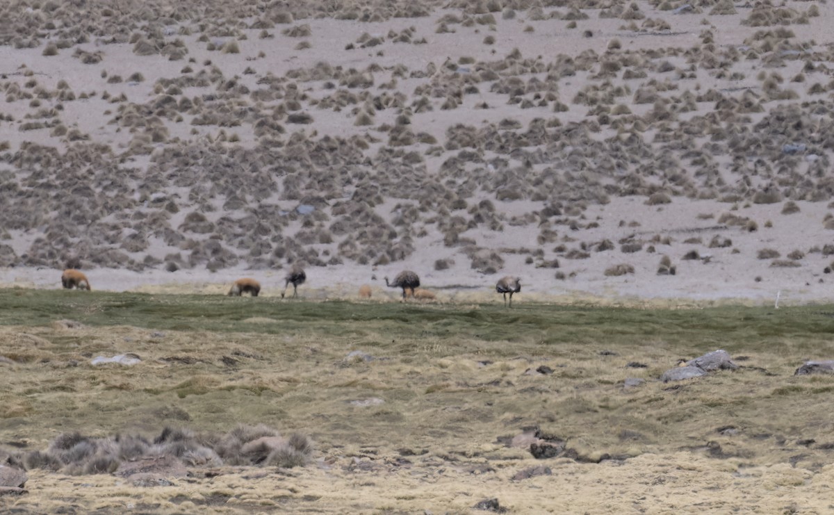 Lesser Rhea (Puna) - ML645949481