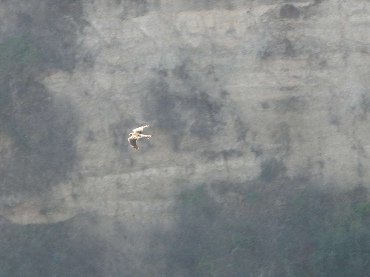 Aguilucho Pálido - ML645949483